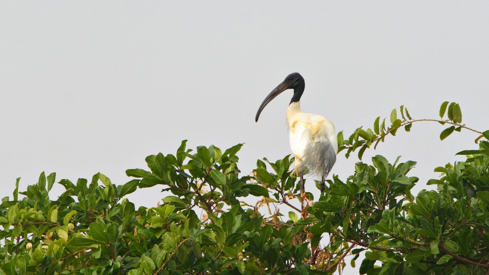 Image of Cambodia Bird Watching & Nature