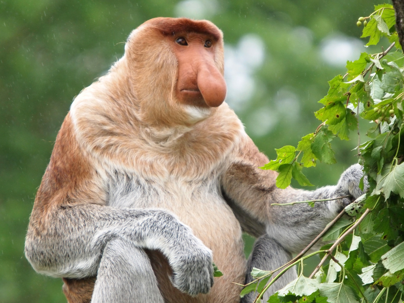 Cruising the Wild Heart of Borneo