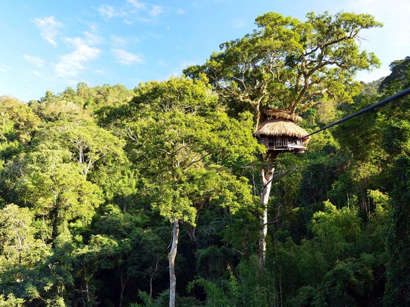 Gibbons of Northern Laos