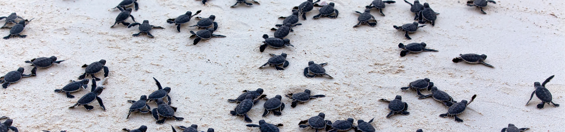 Image of Sea Turtles of Selingan Island