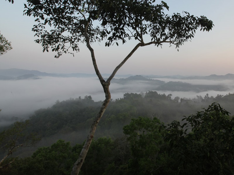 Gibbons of Northern Laos
