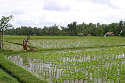 indo-generic-rice-fields