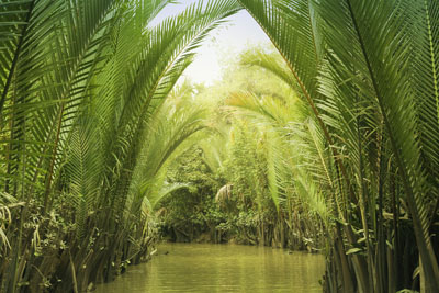 vn-mekong-delta-lush-tributary