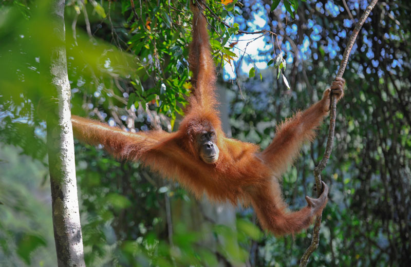 Come to Southeast Asia to meet Creatures you may not know have Existed -  Exotissimo Travel Journeys