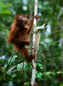 Baby orangutan swinging in tree