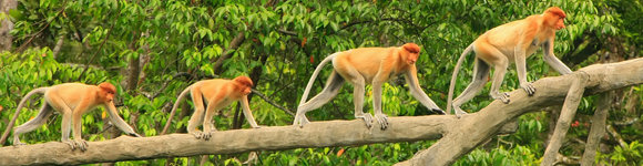 EXO Malaysia - Proboscis Monkeys in Borneo