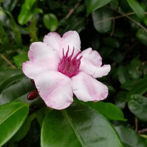 WhatsApp Image 2019-12-09 at 07.09.11 (1)