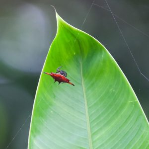 Parallel-spined Spiny Orbweaver Spider