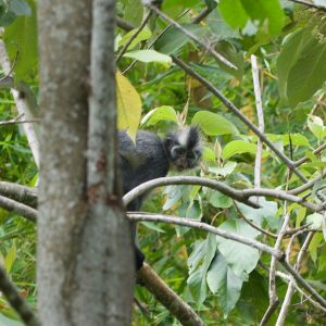 A Thomas Leaf Monkey in Gunung Leuser National Park, North Sumatra, Indonesia