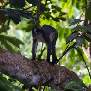 A Thomas Leaf Monkey in Gunung Leuser National Park, North Sumatra, Indonesia