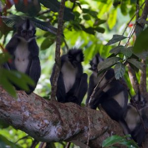 A Thomas Leaf Monkey family in Gunung Leuser National Park, North Sumatra, Indonesia