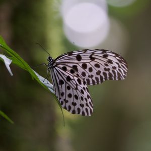 Butterfly in Gunung Leuser National Park