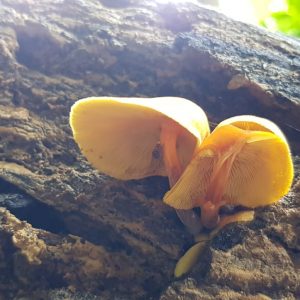 WhatsApp Image 2019-12-09 at 07.09.11 (8)