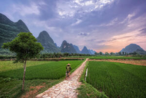 China, travel, nature, green, rice fields