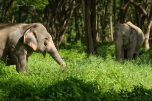 Supporting responsible elephant camps such as Green Hill Valley in Chiang Rai, Thailand